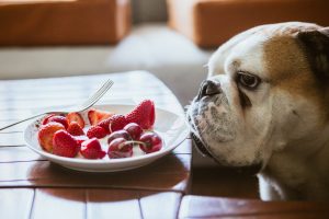 آیا سگ ها می توانند توت فرنگی بخورند؟