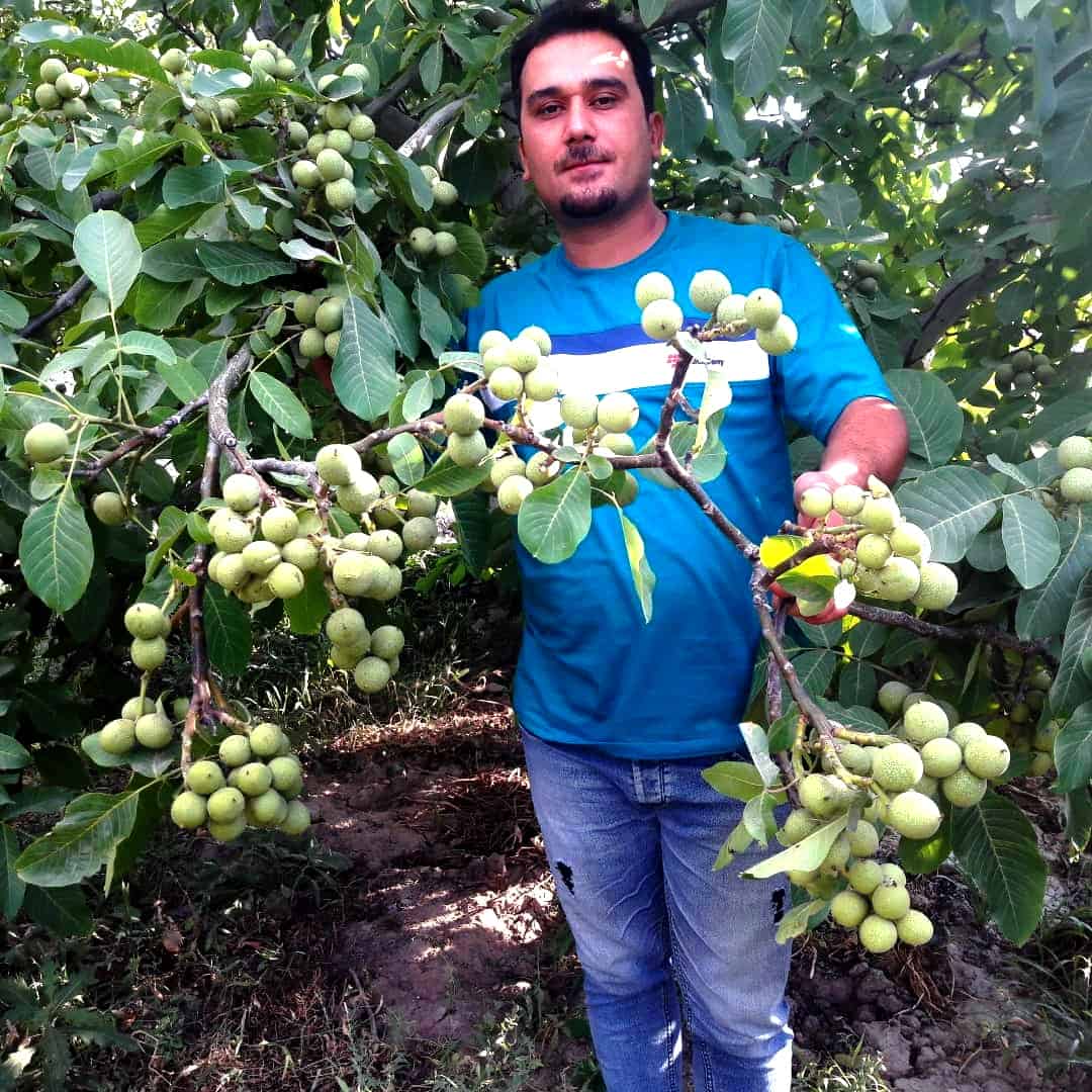 باغ میوه در اصفهان