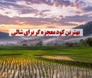بهترین کود معجزه گر برای شالی