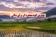 بهترین کود معجزه گر برای شالی