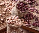 تحلیل فنی و اقتصادی لوبیا چیتی ازبکستان
